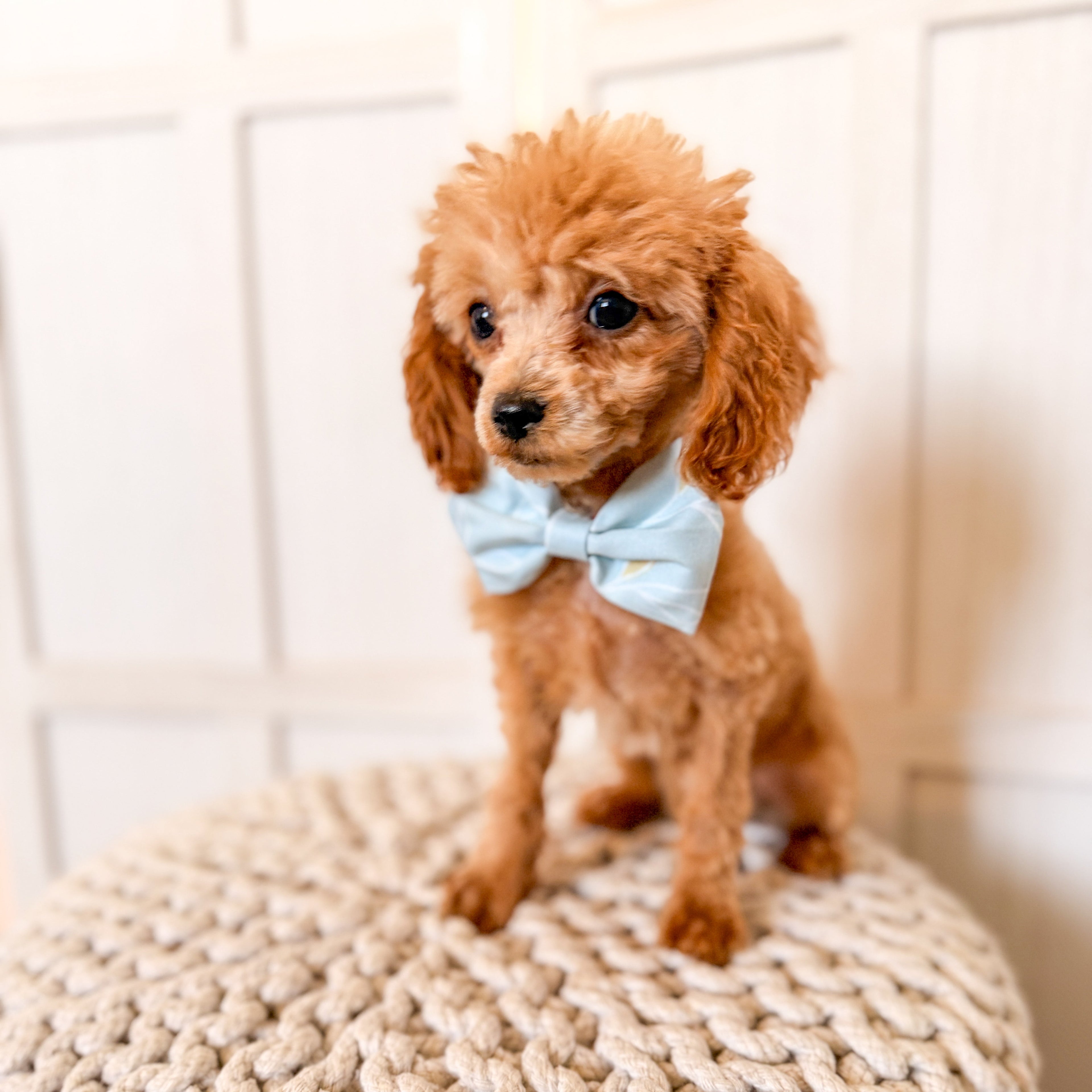 Spring Pastels Dog Bows set of 3, Collar Slide