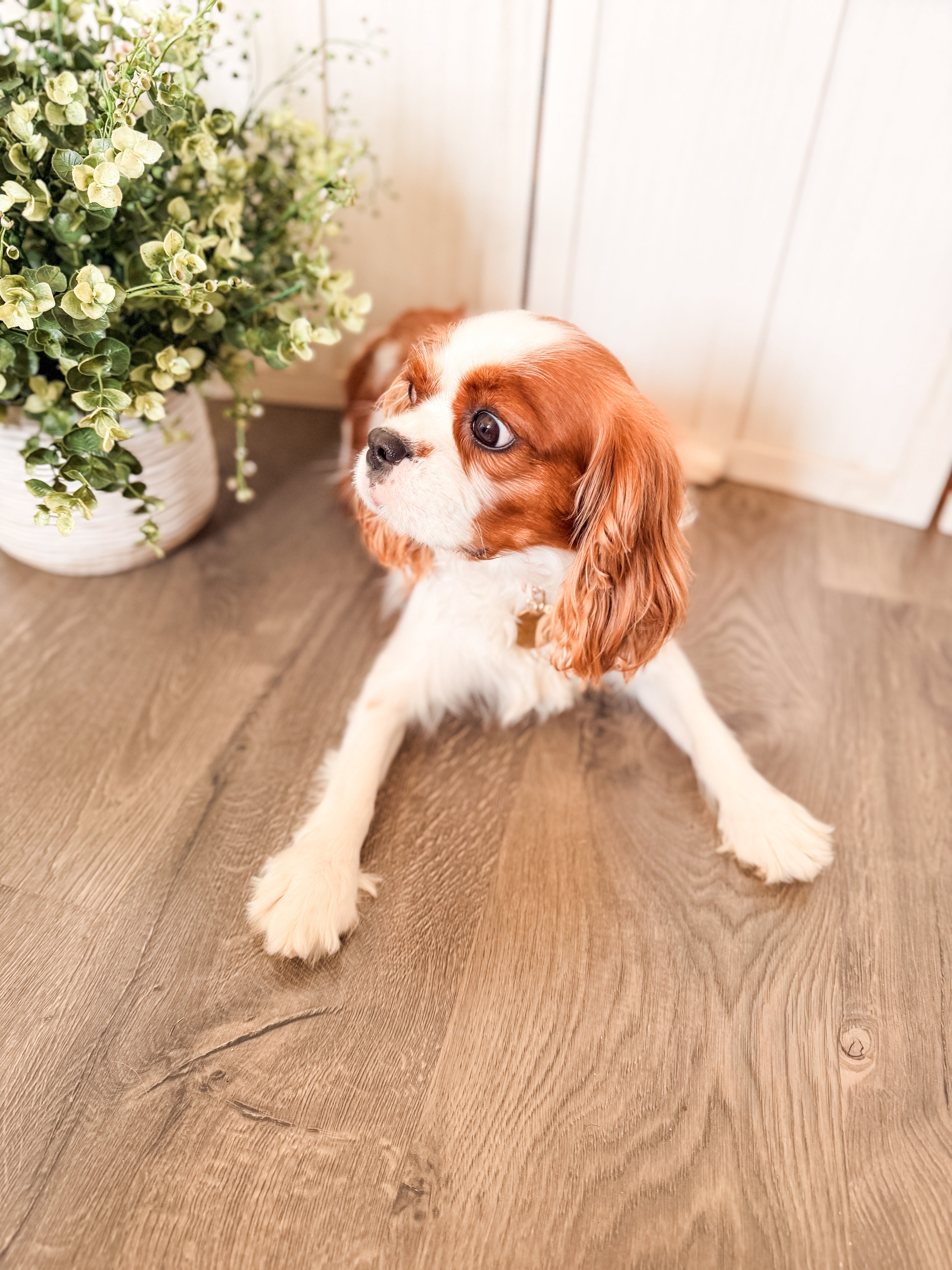 Lace Collar and Leash