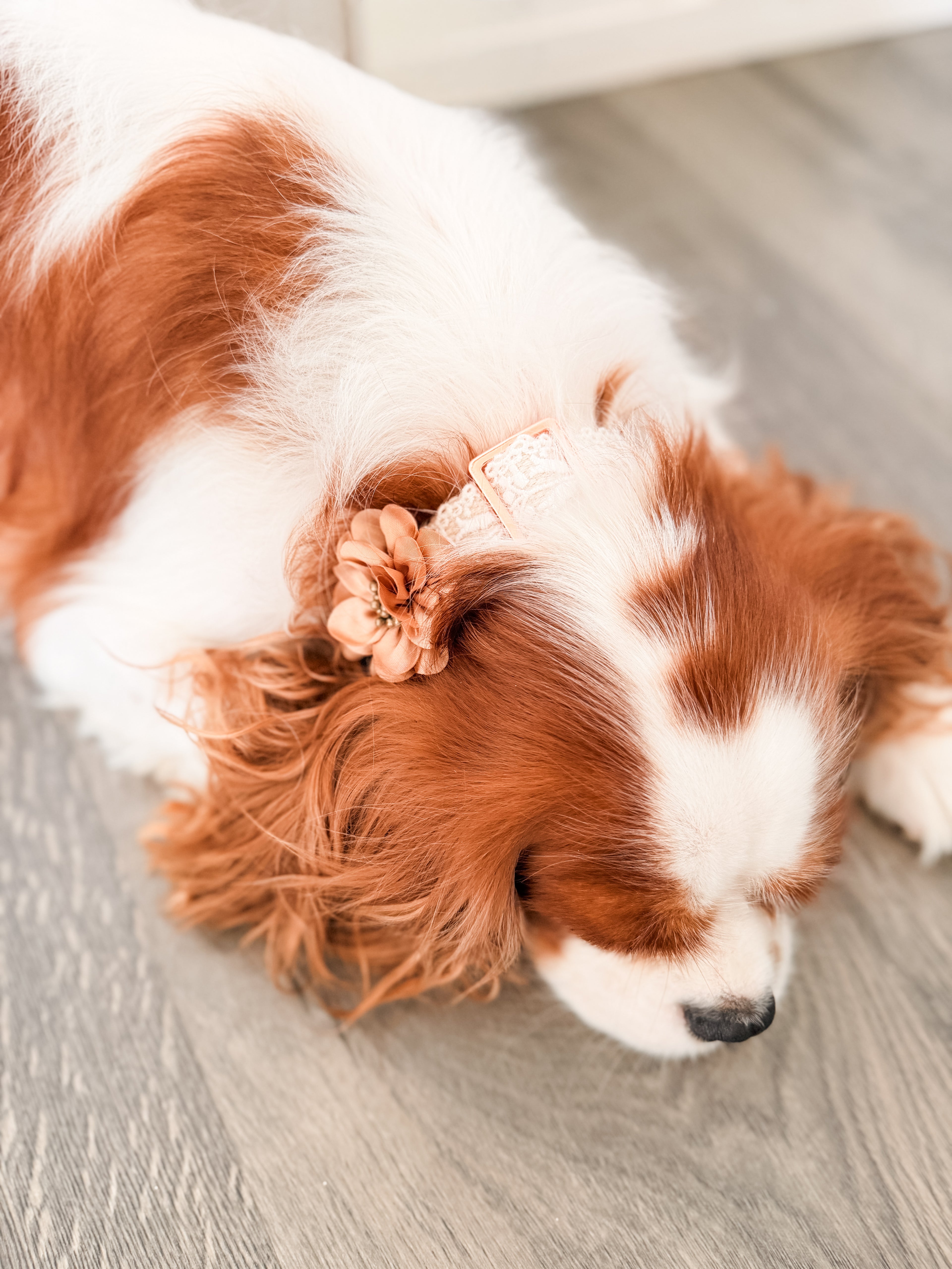 Lace Collar and Leash