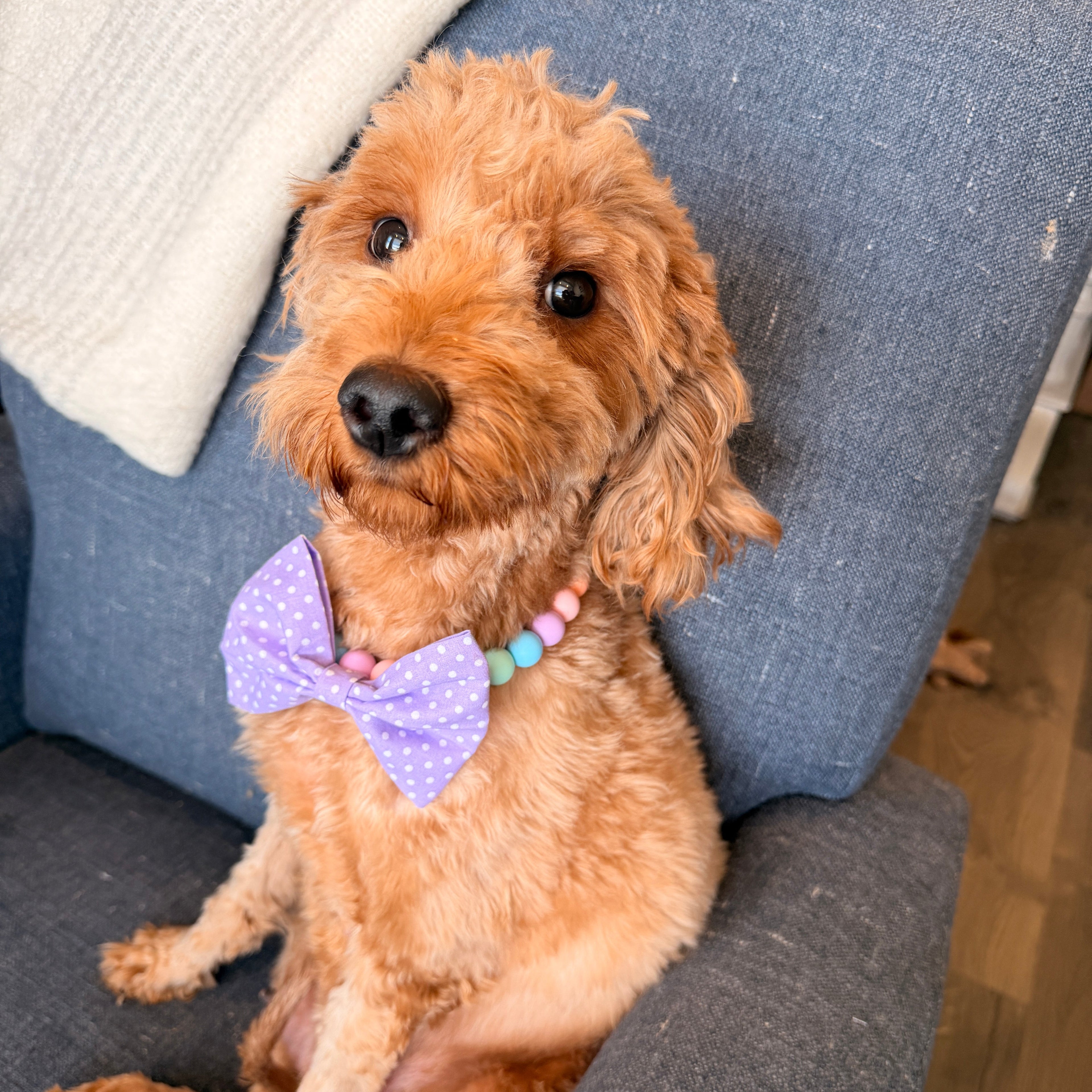 Purple Polka Dot Dog Bow tie, Collar Slide