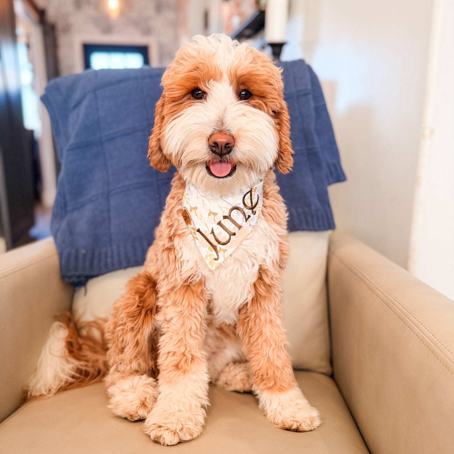 Dog sitting on a couch wearing a 'Junie' bandana in a home setting