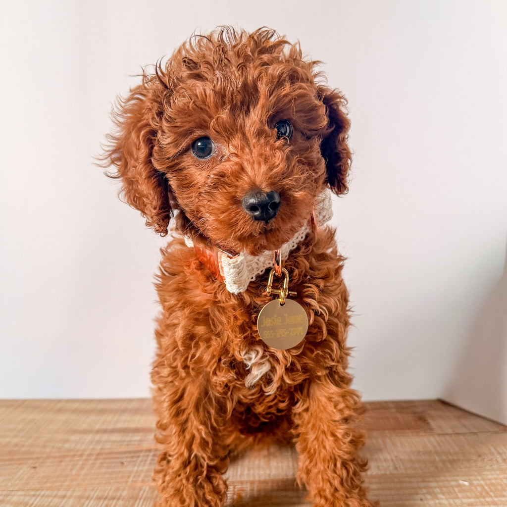 Red-haired dog wearing a collar with a tag on a wooden floor.