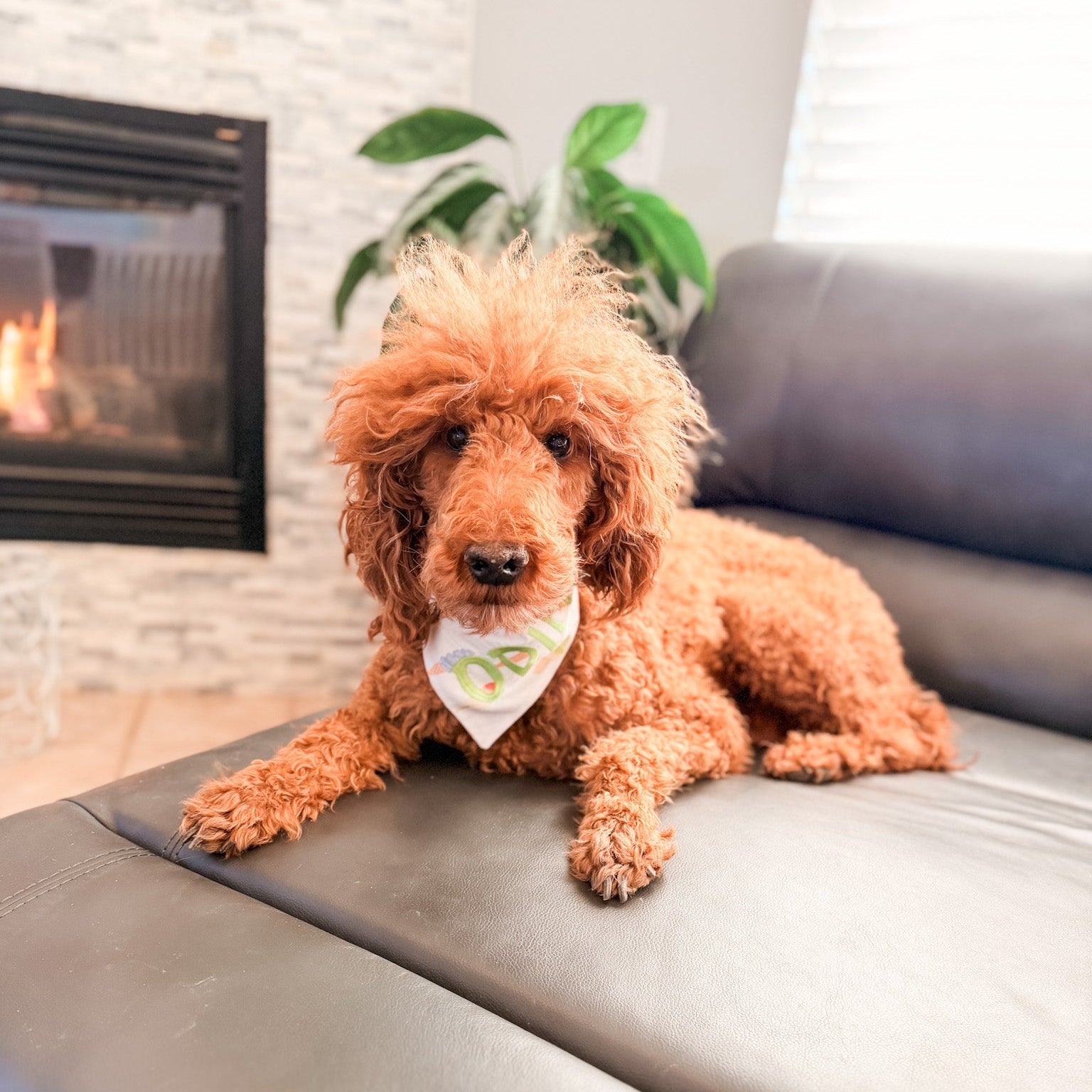 Poodle lying on a couch with a fireplace and plant in the background