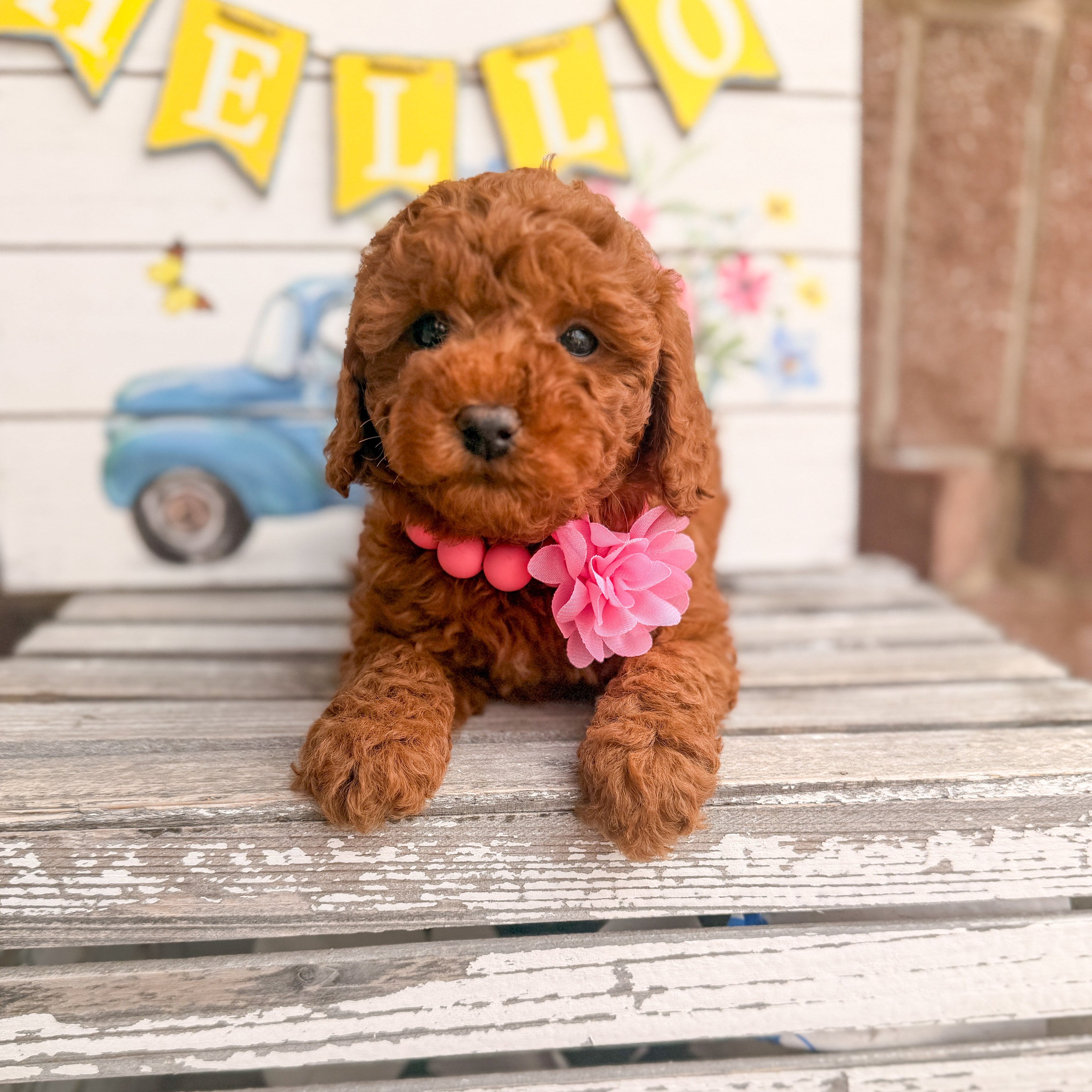 Litter of Puppies Necklace set- Photo Prop