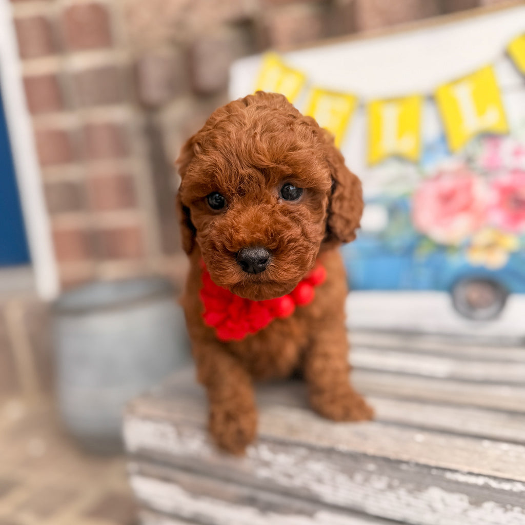 Litter of Puppies Necklace set- Photo Prop
